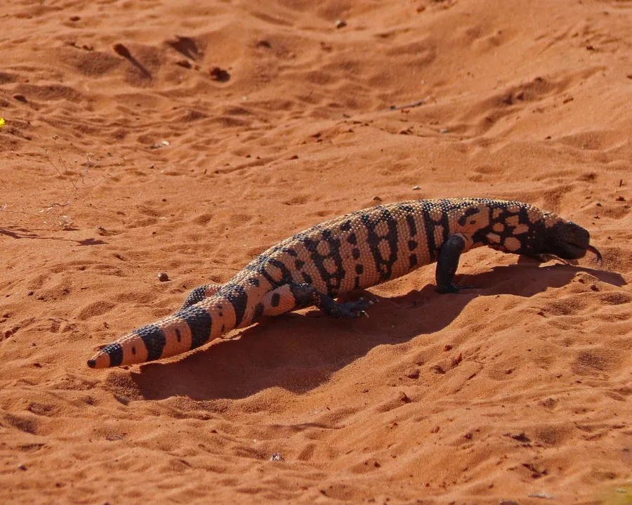 A Gila monster walking across reddish soil