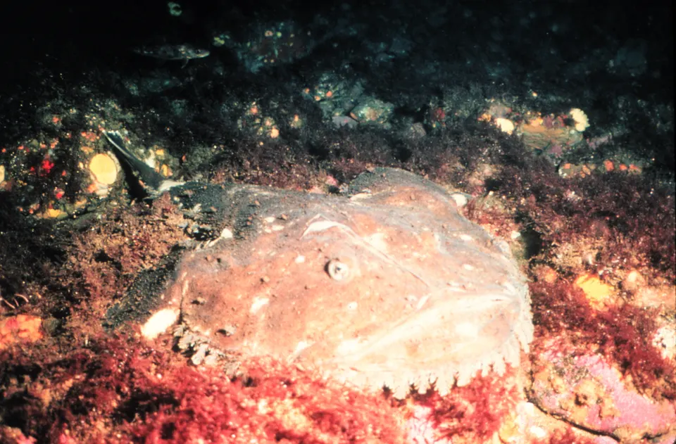 A goosefish, Lophius americanus, resting on the seafloor